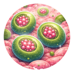 Chlamydia bacteria close-up illustration - transparent